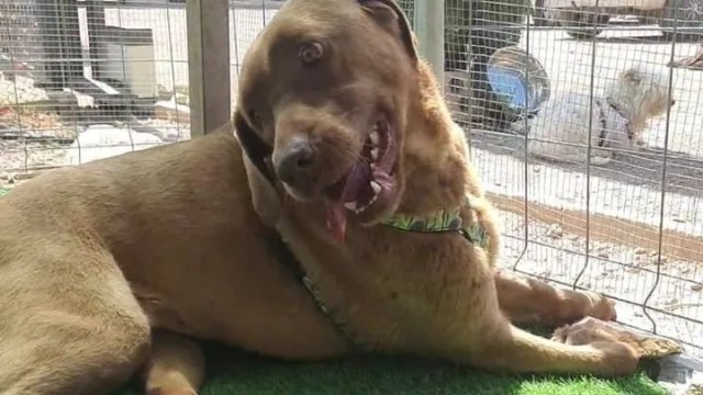 Una vecina de Alhama de Murcia lanza una colecta para Boni, un perro que sufre una grave leishmaniosis activa y requiere tratamiento urgente