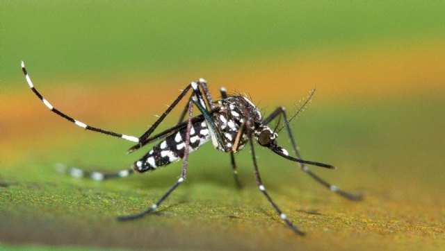 Atención: fumigación contra los mosquitos en las zonas verdes del casco urbano