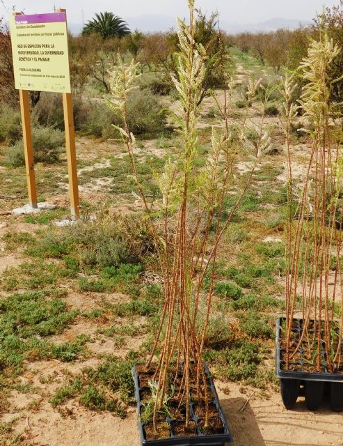 Ecoembes y ACUDE colaborarán para la mejora de fincas municipales de Alhama de Murcia