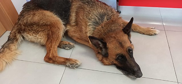 Rescatan de un pantano de Sierra Espuña a un perro que fue robado en Molina