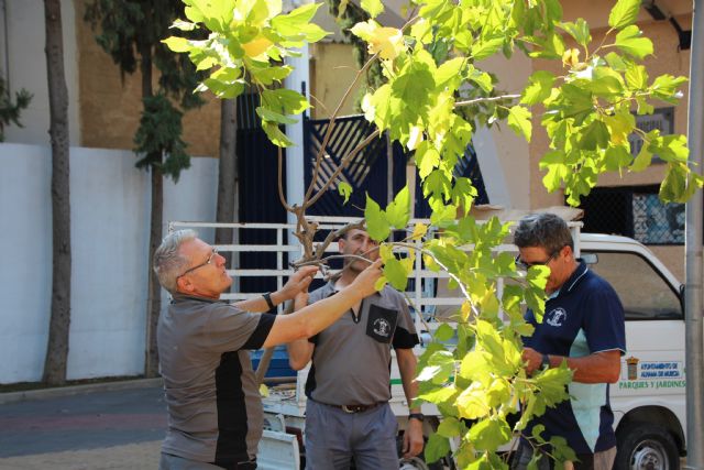 Trabajos de eliminación de arbolado en deterioro y plantación de moreras