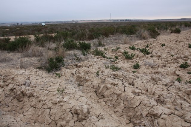 ACUDE y el Ayuntamiento de Alhama siembran cereales en la Alcanara