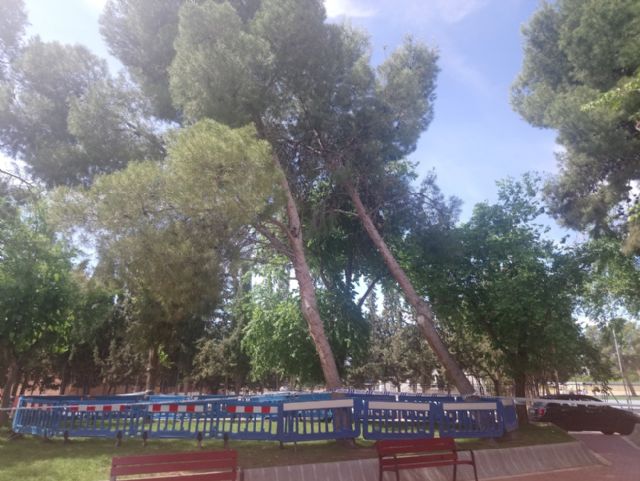 Las lluvias del 10 de mayo obligan a talar dos pinos en el jardín de San Cristóbal