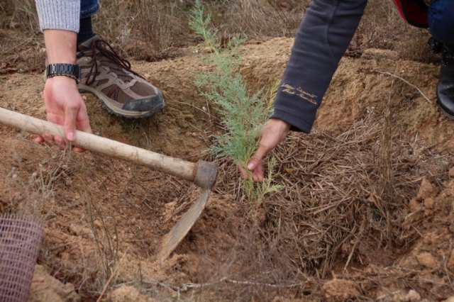 ACUDE y el Ayuntamiento de Alhama plantan 100 ejemplares de tarays en la Alcanara