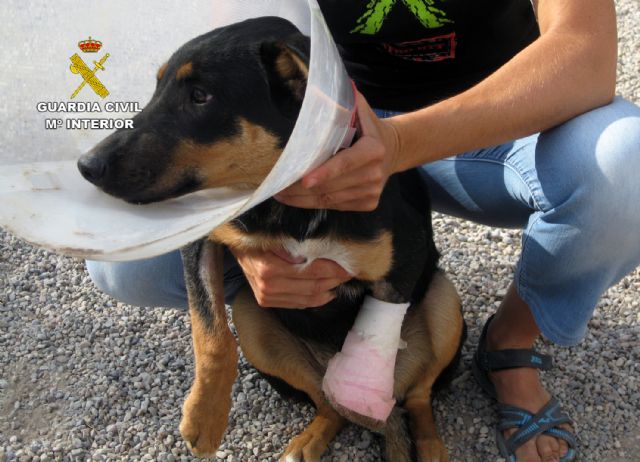 La Guardia Civil imputa a un septuagenario por colocar cepos que causaron lesiones a dos perros de su vecina