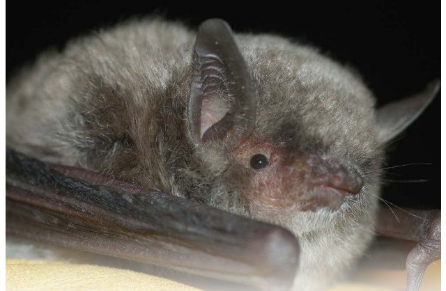 Alhama capital de la conservación de los murciélagos
