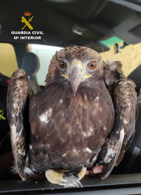 La Guardia Civil recupera en Alhama de Murcia un águila real herida