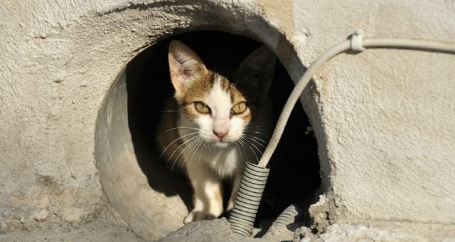 Se renueva el programa CES para el mantenimiento de colonias de gatos ferales