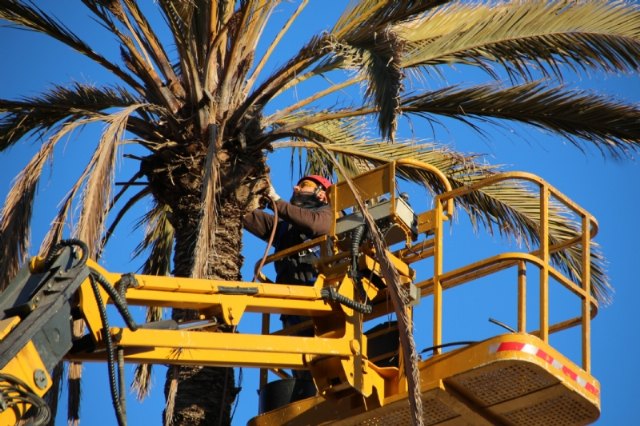 Tareas de mantenimiento en palmeras y pinos contra el picudo rojo y la oruga procesionaria