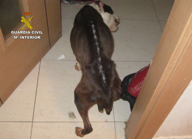 La Guardia Civil investiga a un vecino de Alhama de Murcia por abandono de animales domésticos