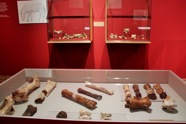 La exposición sobre Cueva Victoria producida por Cultura se inaugura mañana en el Museo Los Baños de Alhama de Murcia
